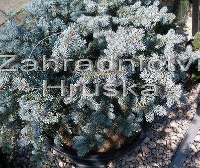 smrk - Picea pungens 'Globosa'