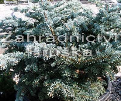 smrk - Picea pungens 'Globosa'