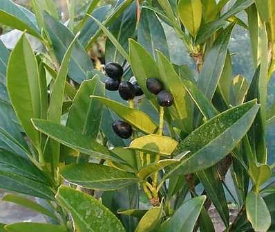 bobkovišeň - Prunus laurocerasus 'Otto Luyken'