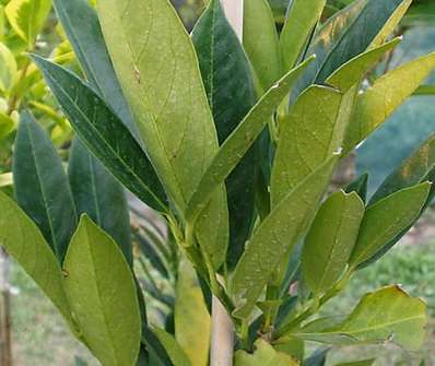 bobkovišeň - Prunus laurocerasus 'Otto Luyken'