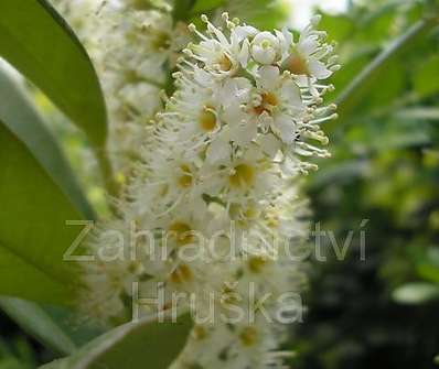 bobkovišeň - Prunus laurocerasus 'Otto Luyken'