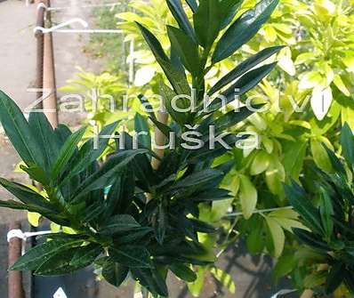 bobkovišeň - Prunus laurocerasus 'Gajo' KM