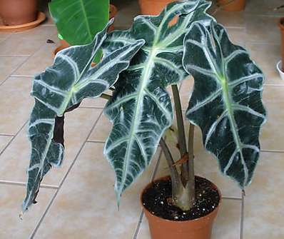 Alocasia