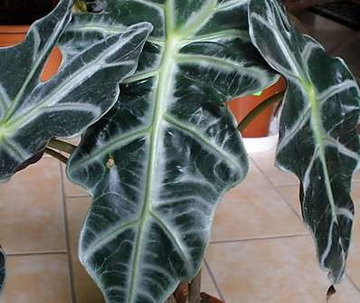 Alocasia