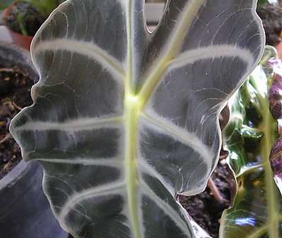 Alocasia