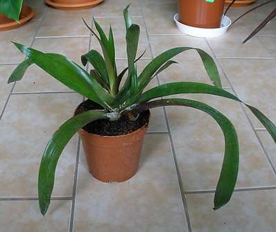 Bromelia