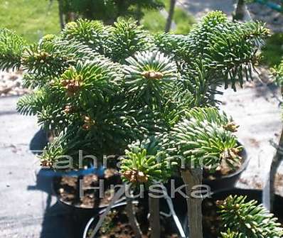 jedle - Abies balsamea 'Le Feber' KM