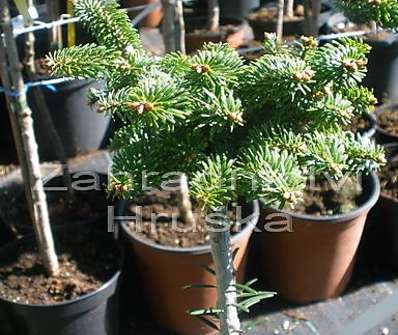 jedle - Abies balsamea 'Le Feber' KM