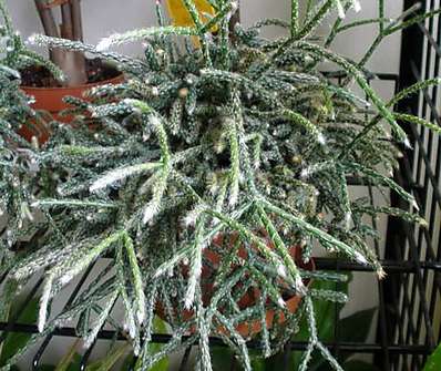 Coral Cactus