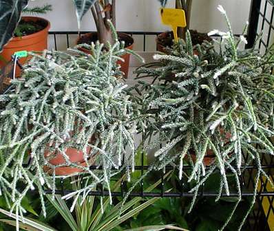 Coral Cactus