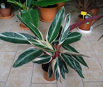 Calathea triostar