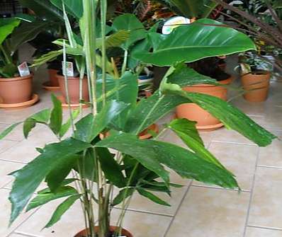 Caryota