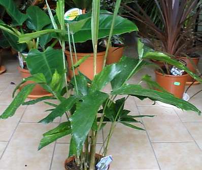 Caryota