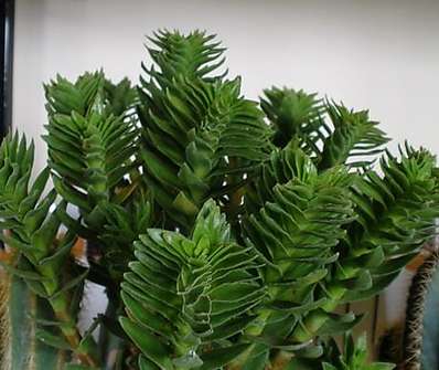 Crassula