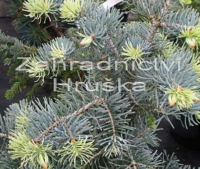 jedle - Abies concolor 'Compacta'