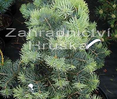 jedle - Abies concolor 'Compacta'