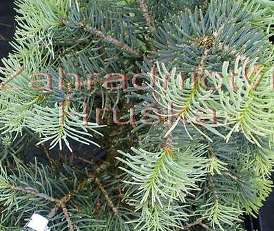 jedle - Abies concolor 'Compacta'