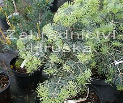 jedle - Abies concolor 'Compacta'