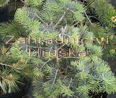 jedle - Abies concolor 'Compacta'