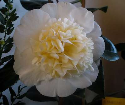 Camelia