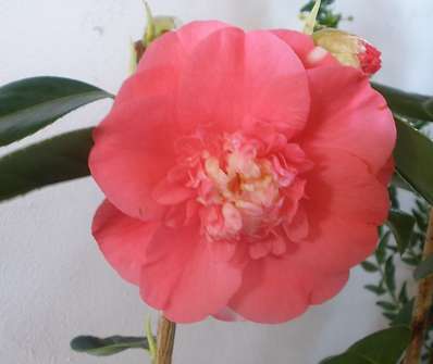 Camelia