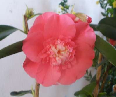 Camelia