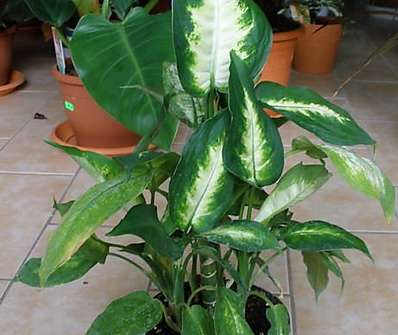 Diffenbachia Camilla