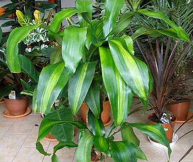 Dracena mass