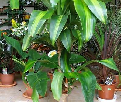 Dracena mass