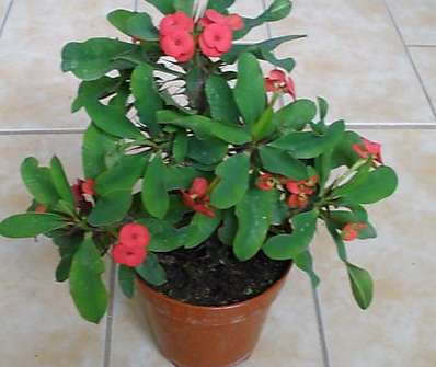 Euphorbia