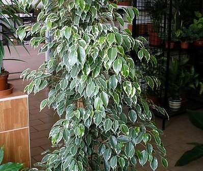 Ficus Golden King