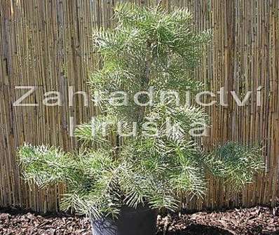 jedle - Abies concolor 'Wintergold'