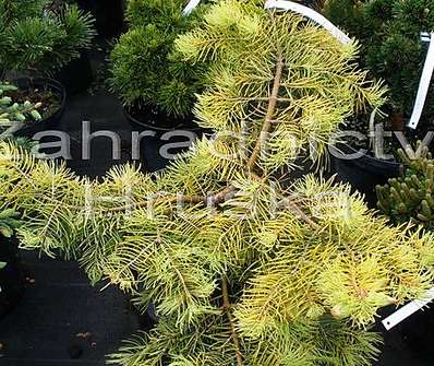 jedle - Abies concolor 'Wintergold'