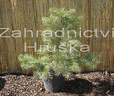 jedle - Abies concolor 'Wintergold'