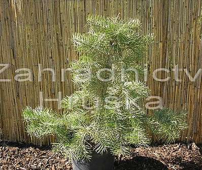 jedle - Abies concolor 'Wintergold'