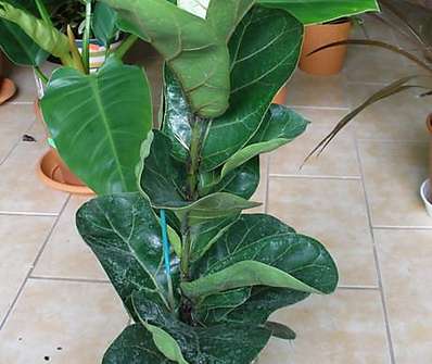 Ficus lyrata