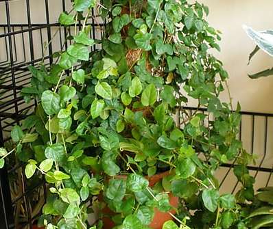 Ficus pumila