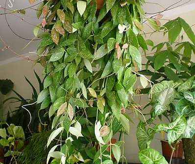 Hoja
