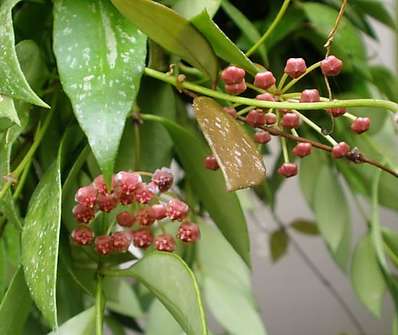 Hoja