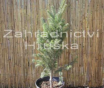 jedle - Abies alba 'Pyramidalis'