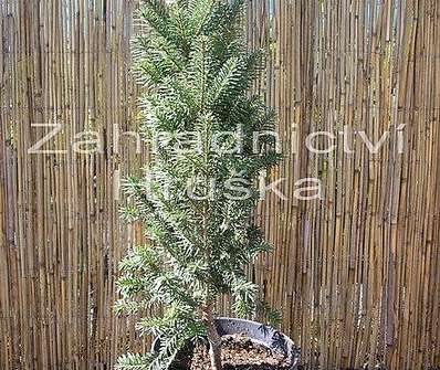 jedle - Abies alba 'Pyramidalis'