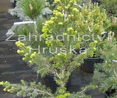 jedle - Abies alba 'Pyramidalis'