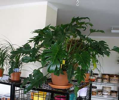 Philodendron