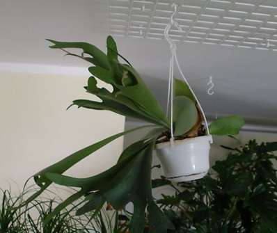 Platicerium závěs