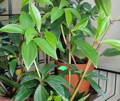 Peperomia..