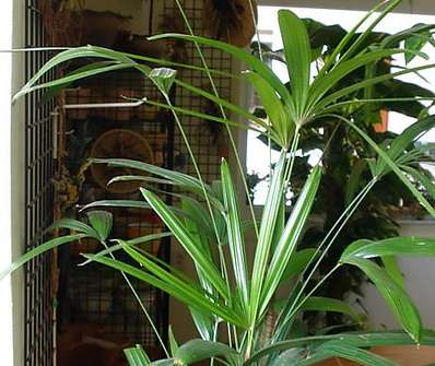 Raphis Palm