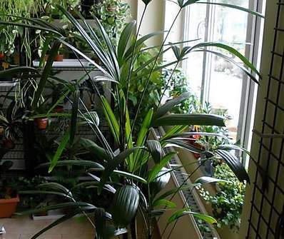Raphis Palm