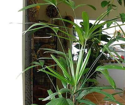Raphis Palm
