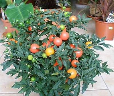 Solanum