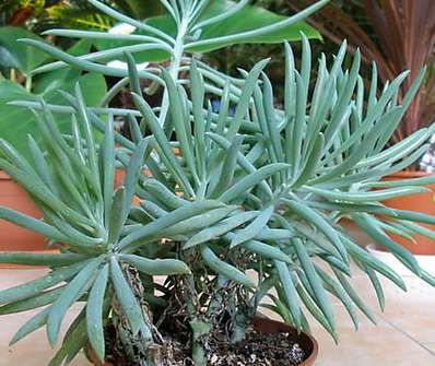 Senecio